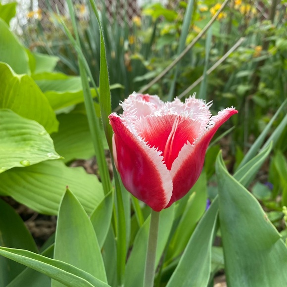 Meet your Posher, Amanda - Picture 2 of 2